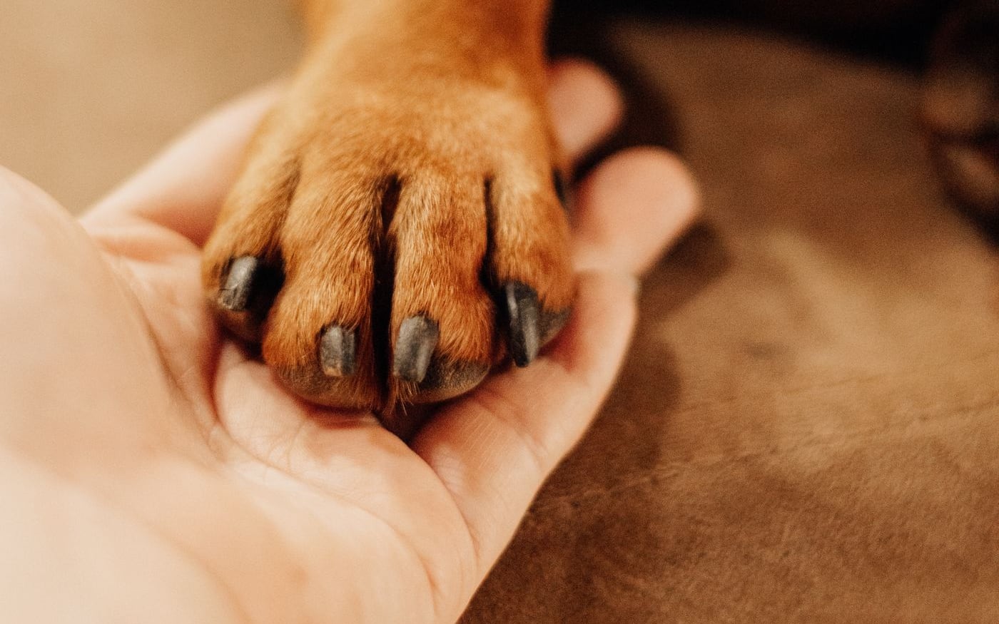 Una mano sosteniendo la pata de un perro