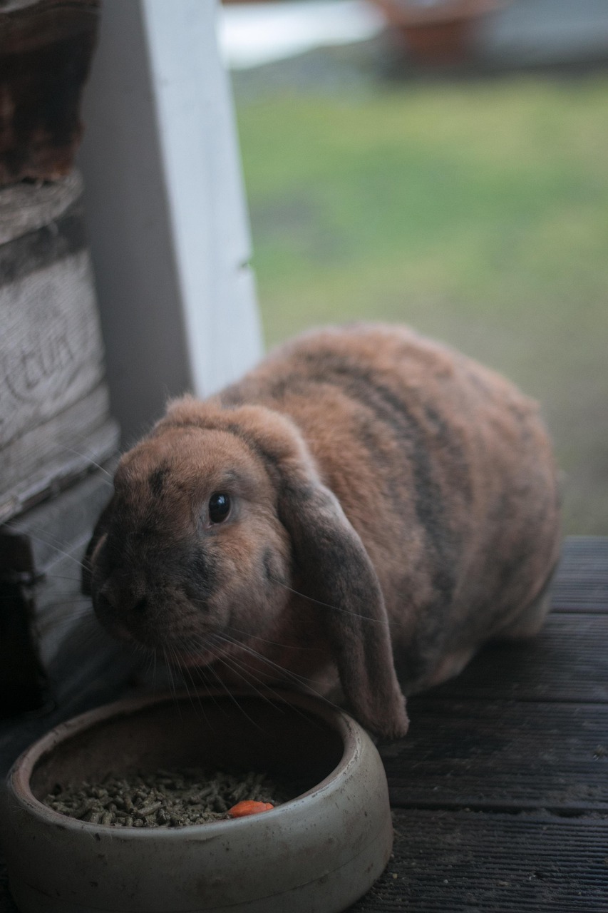 Nube, coneja belier marrón, en casa
